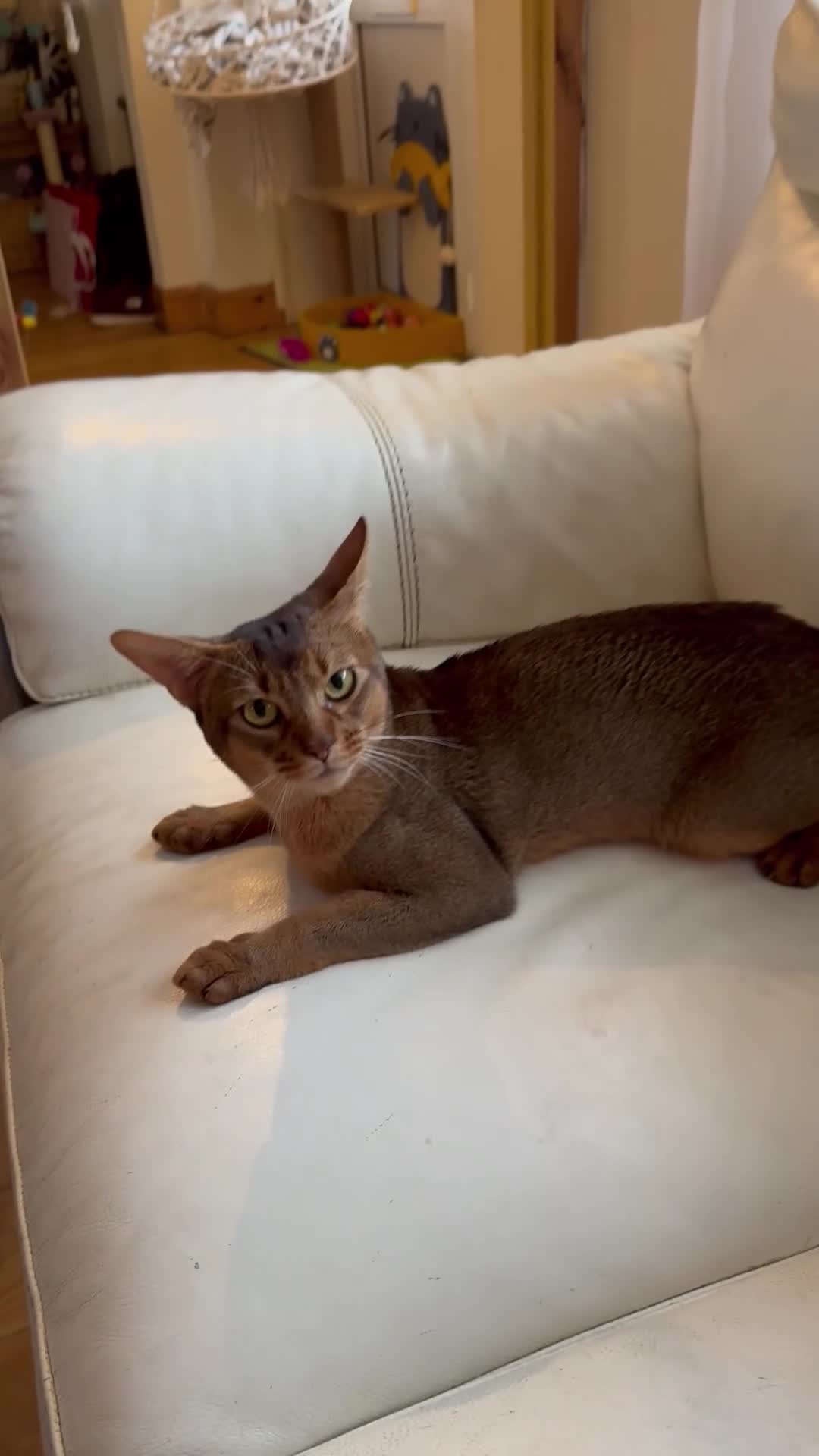 Abyssinian cats for stud: Champion Abyssinian. Tica registered for Stud - Video 1