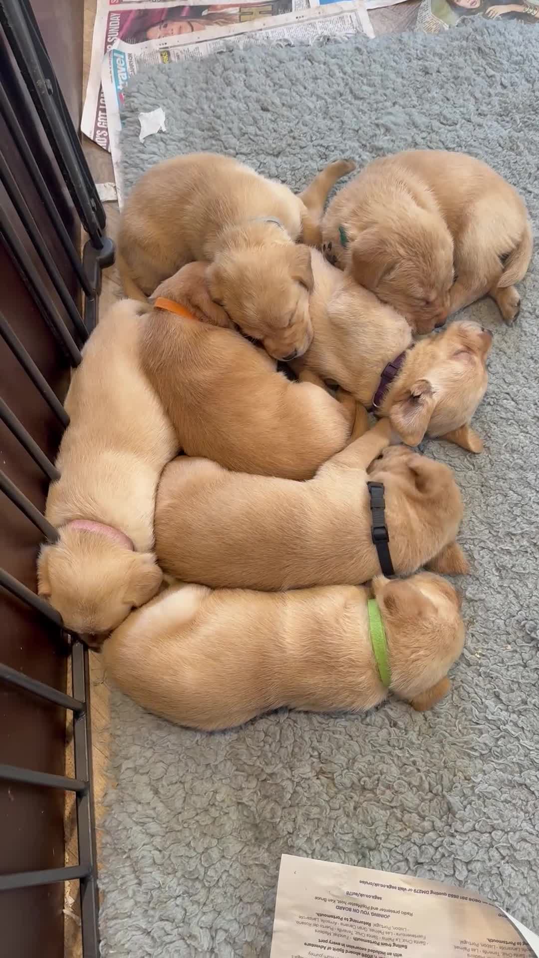 Labrador Retriever dogs for sale: K.C.Reg Superb Labrador Puppies - Video 3