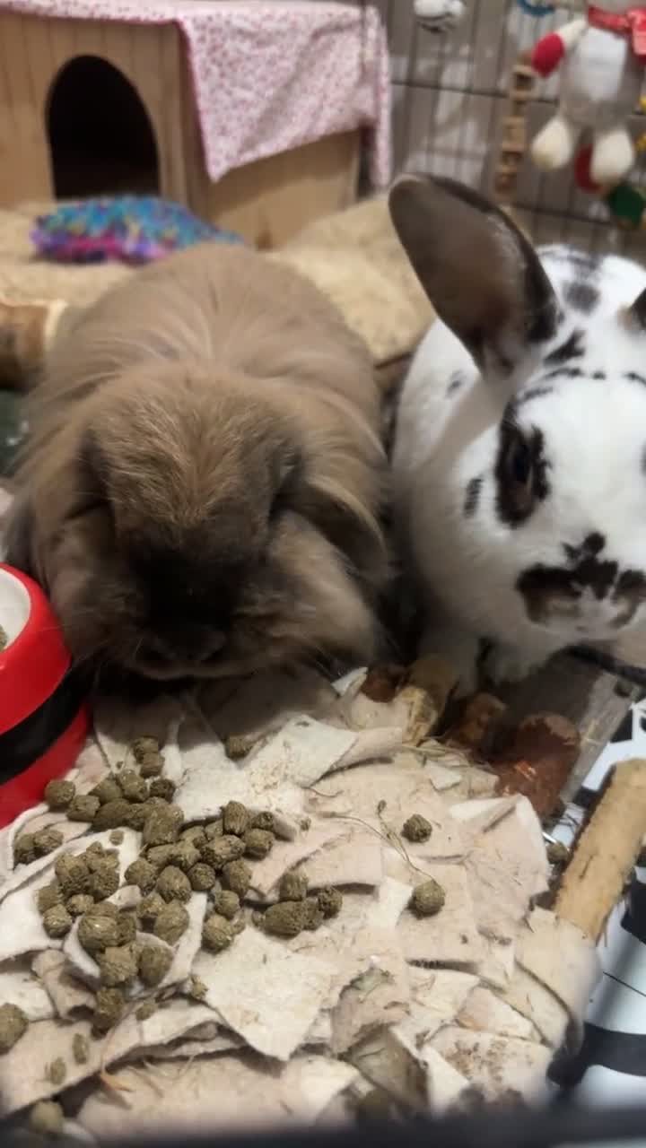 Mixed Breed rabbits for sale: Male and female rabbits 🩷🩵 - Video 1