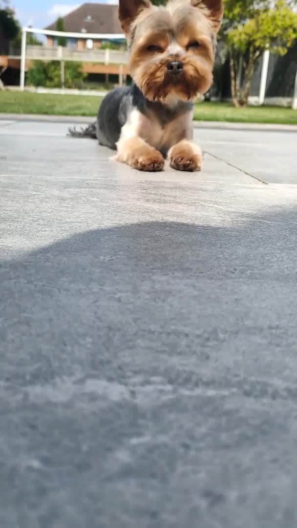 Yorkshire Terrier dogs for stud: Dog for stud  in Retford - Video 2