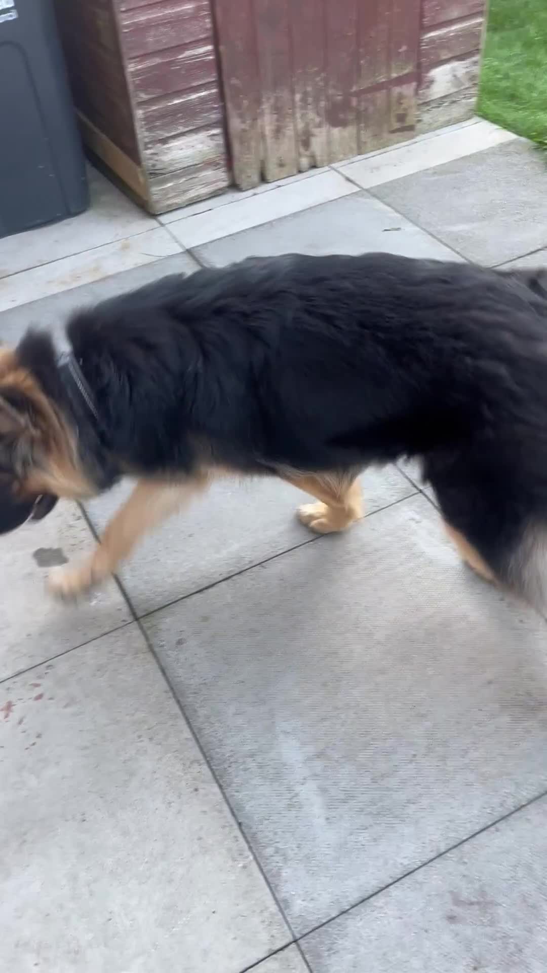 German Shepherd dogs for sale: Beautiful girl - Video 1