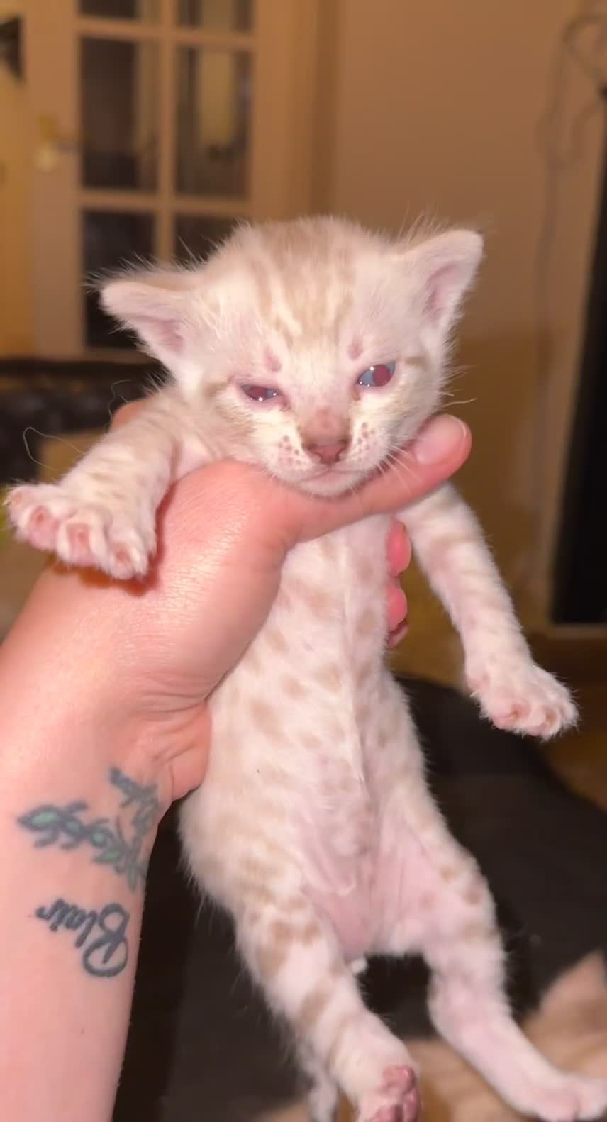 Bengal cats for sale: 2 snow lynx point boys - Tica available   - Video 2