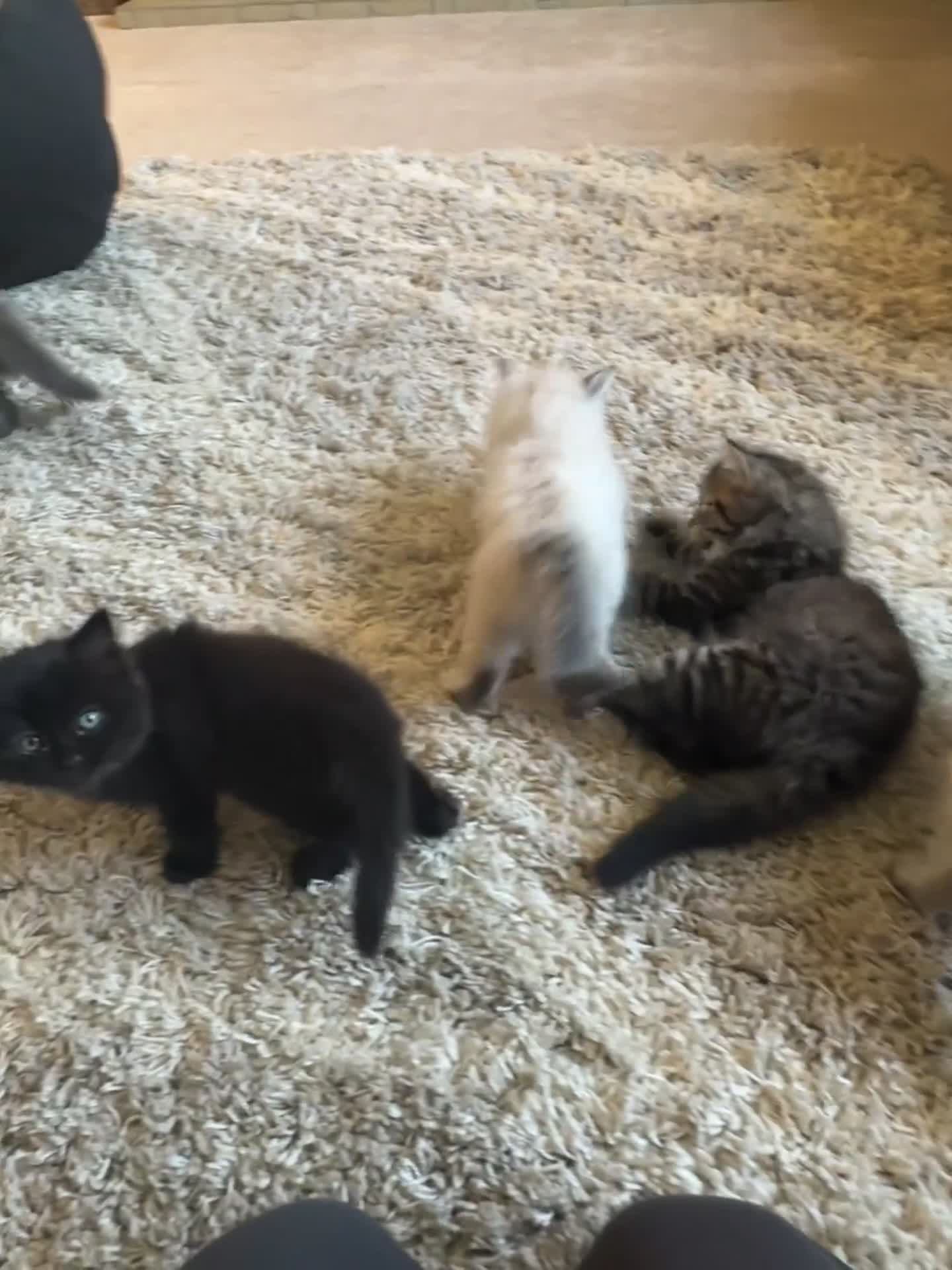 Ragdoll cats for sale: beautiful ragdoll babies for sale!!  - Video 1