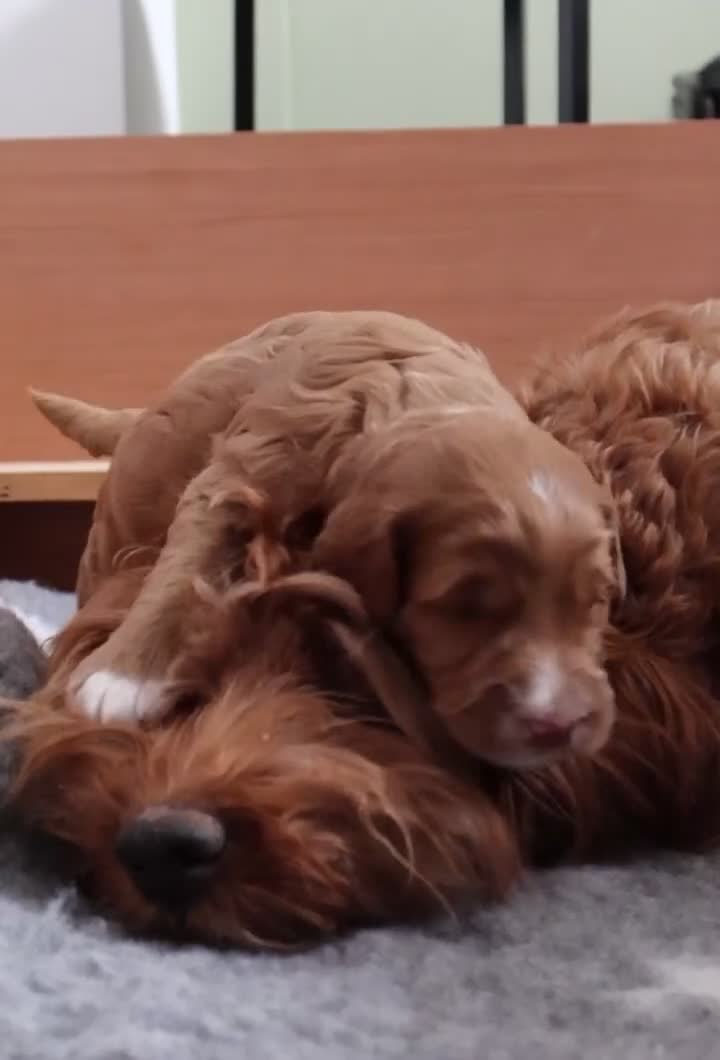 Aussiedoodle dogs for sale: Australian Labradoodles  in Middlesbrough - Video 1