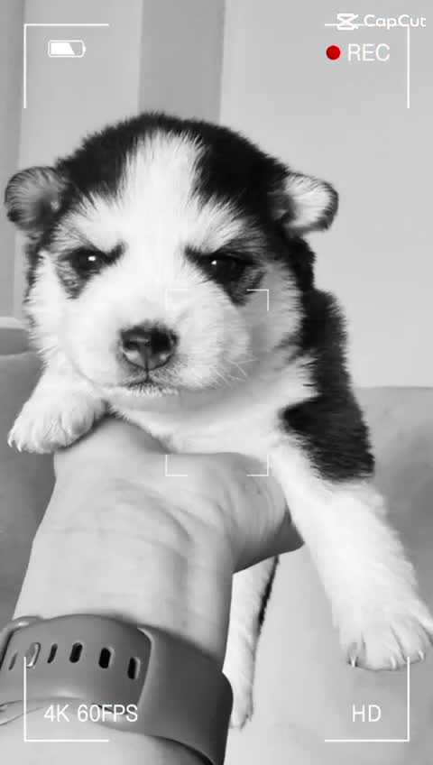 Pomsky dogs for sale: Stunning F3 pomsky puppys  - Video 1