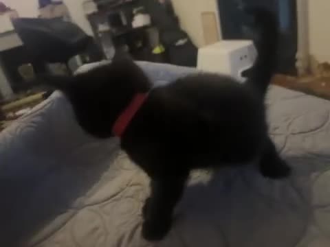 Mixed Breed cats for sale: 4 beautiful kittens left available  - Video 1