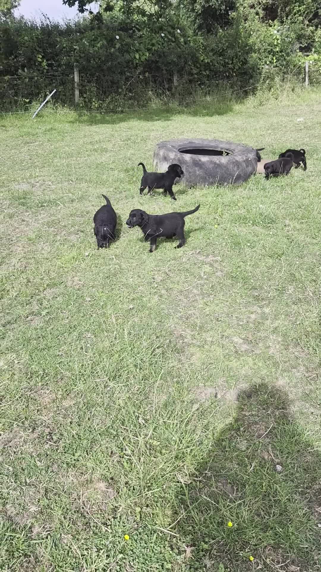 Mixed Breed dogs for sale:  Lovely  Malamute x black Labrador  puppies   - Video 1