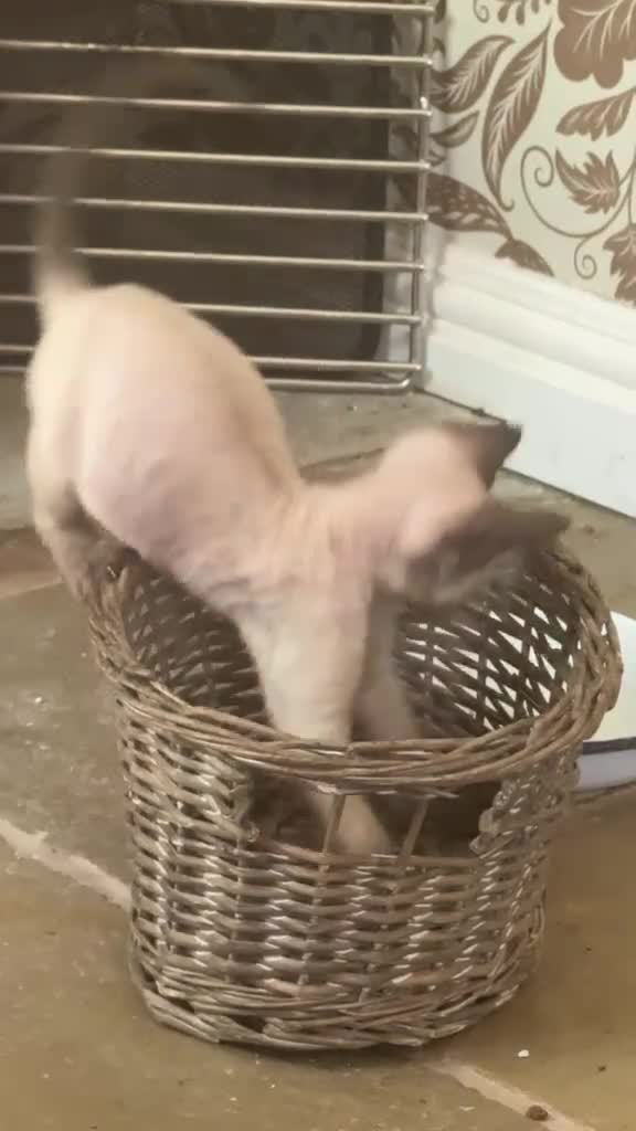 Devon Rex cats for sale: Two mischievous Devon Rex boys  - Video 5