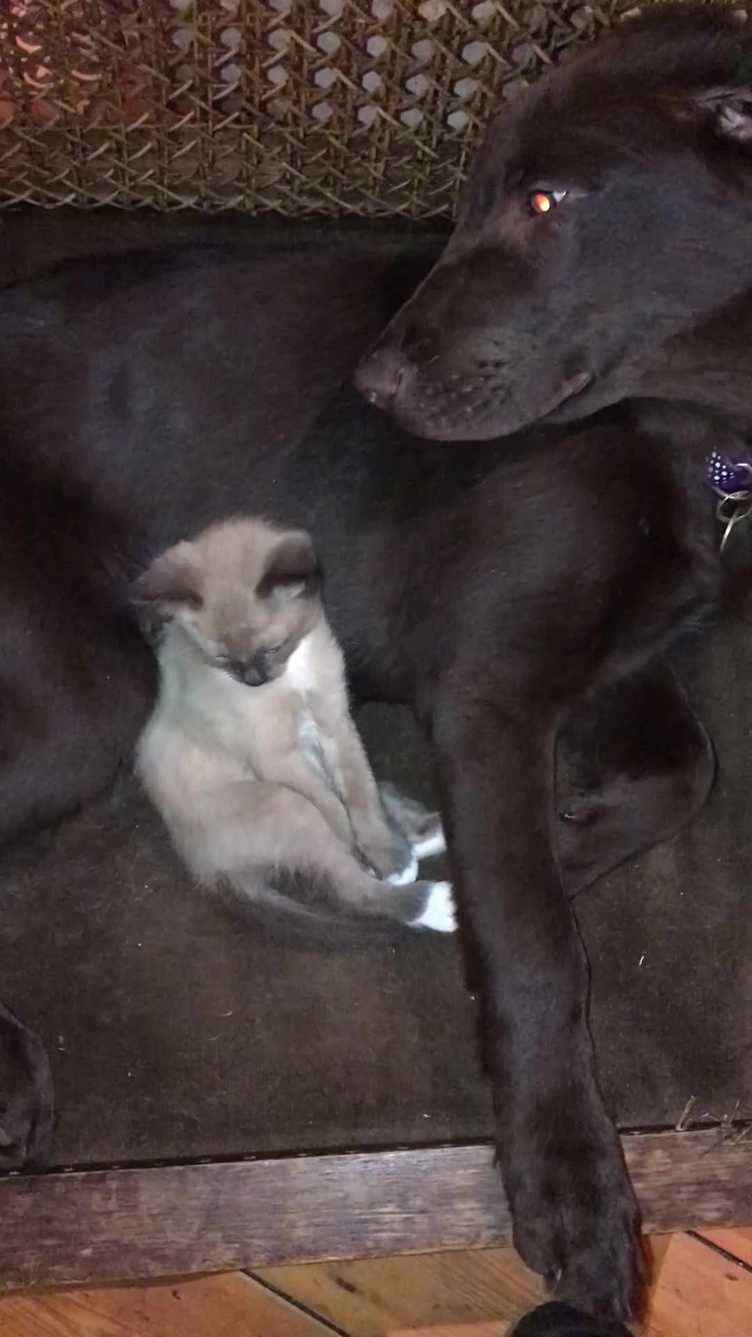 Burmese cats for sale: Exquisite Tonkdolls - Video 3