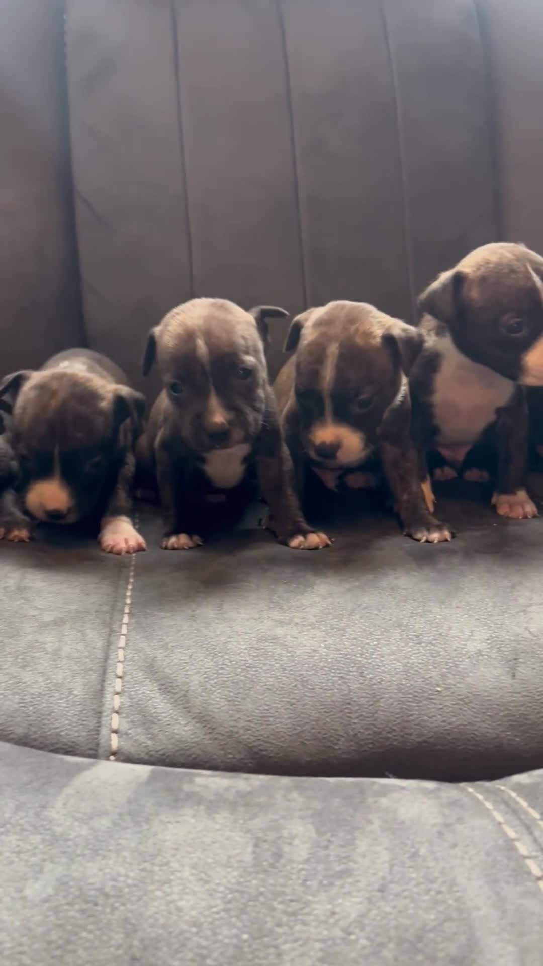 Staffordshire Bull Terrier dogs for sale: Stunning KC Staffordshire bull terrier puppies - Video 1