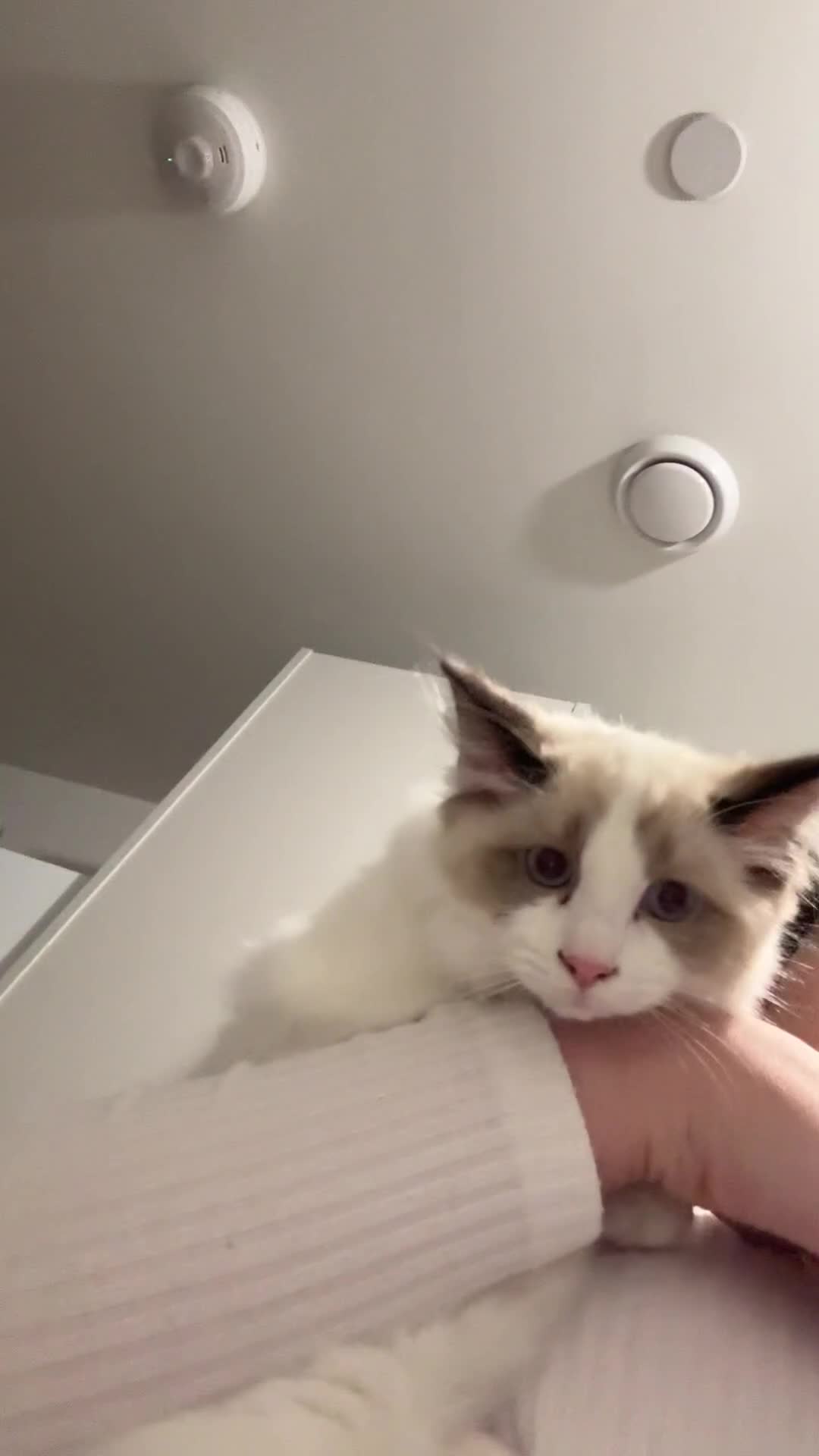 Ragdoll cats for sale: Last Ragdoll Kitten 🐱  - Video 3