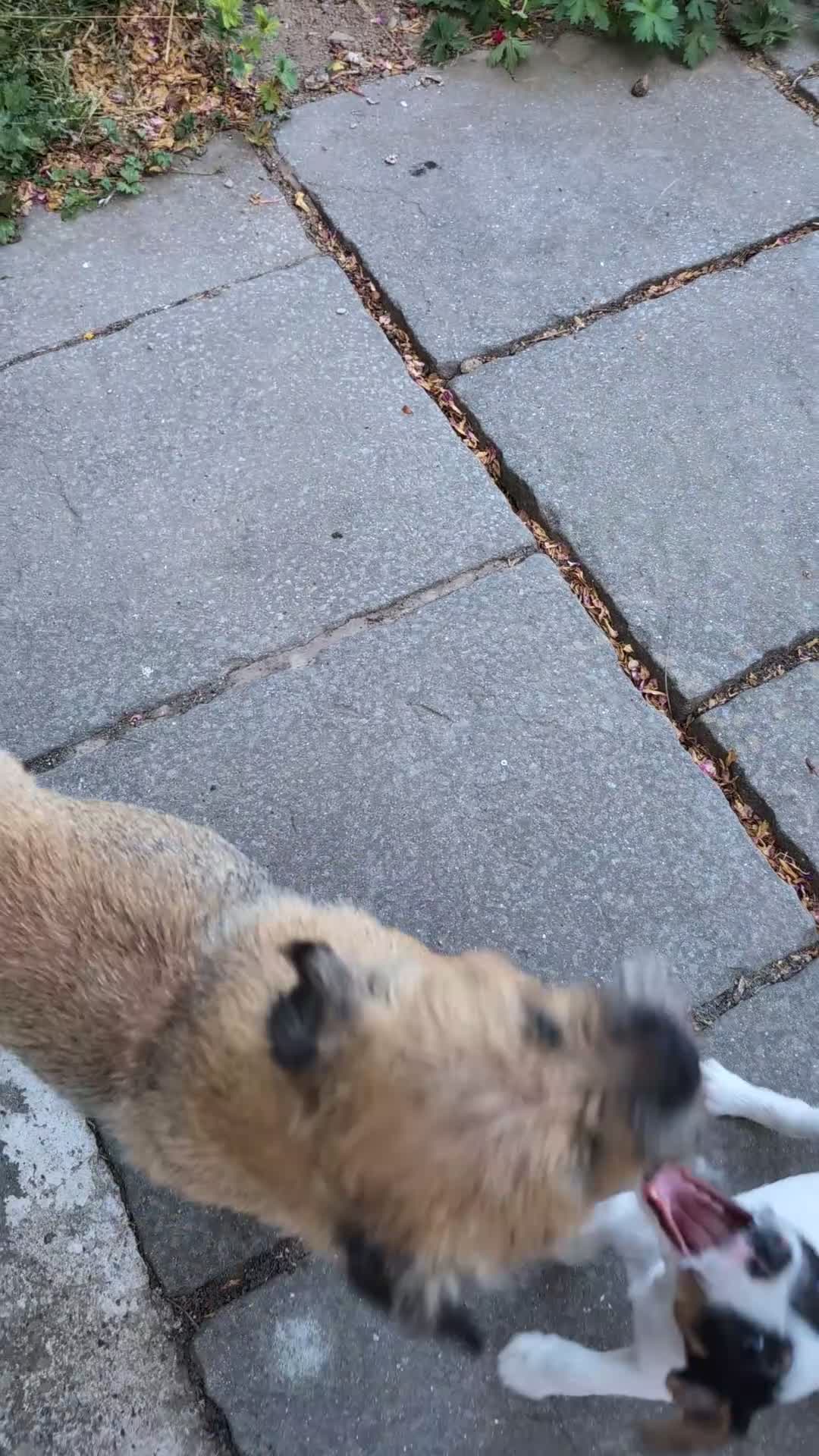 Jack Russell dogs for sale: Traditional type Jack Russell Pup.  - Video 1