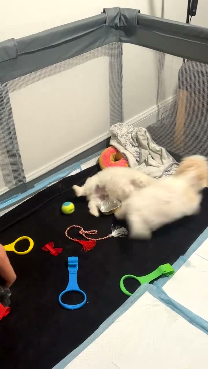 Maltese dogs for sale: Bishon Maltese  - Video 1