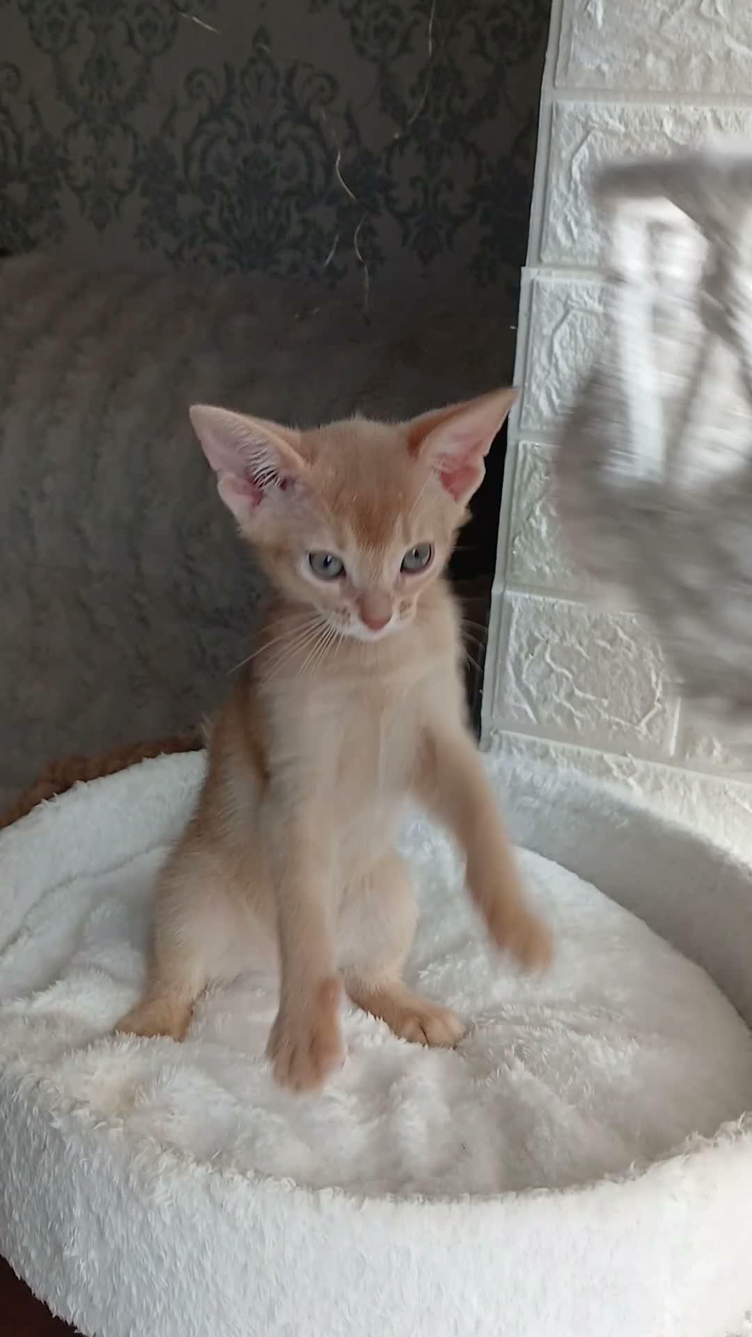 Abyssinian cats for sale: Beautiful Abyssinian Kittens  - Video 2