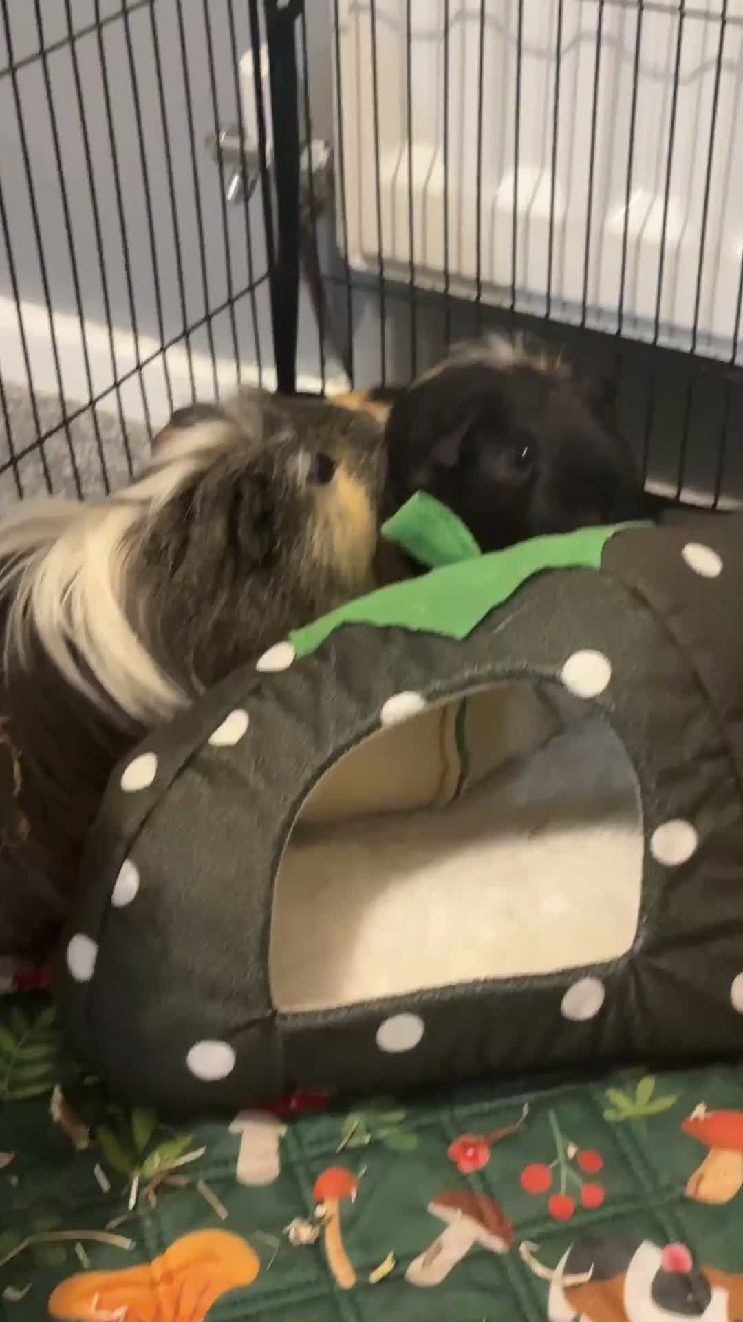 Guinea Pig rodents for sale: 2 male guinea pigs  - Video 2