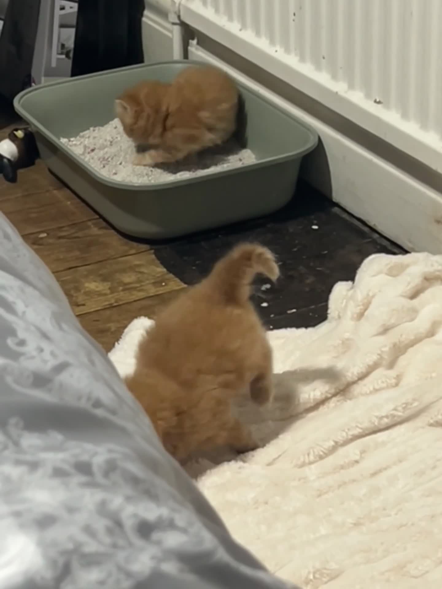 Persian cats for sale: Beautiful female ginger Persian kittens - Video 1