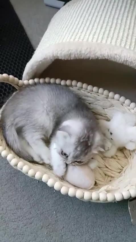 British Shorthair cats for sale: Lapcat girl fold  in Hinckley - Video 1