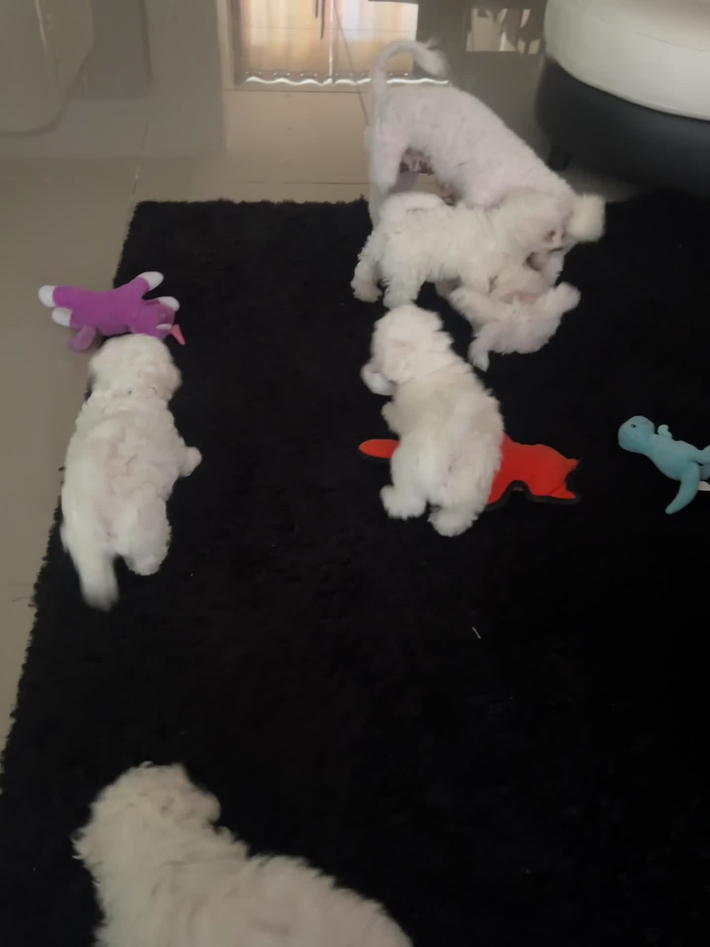Bichon Frise dogs for sale: Pure Bichon Frise - Video 2