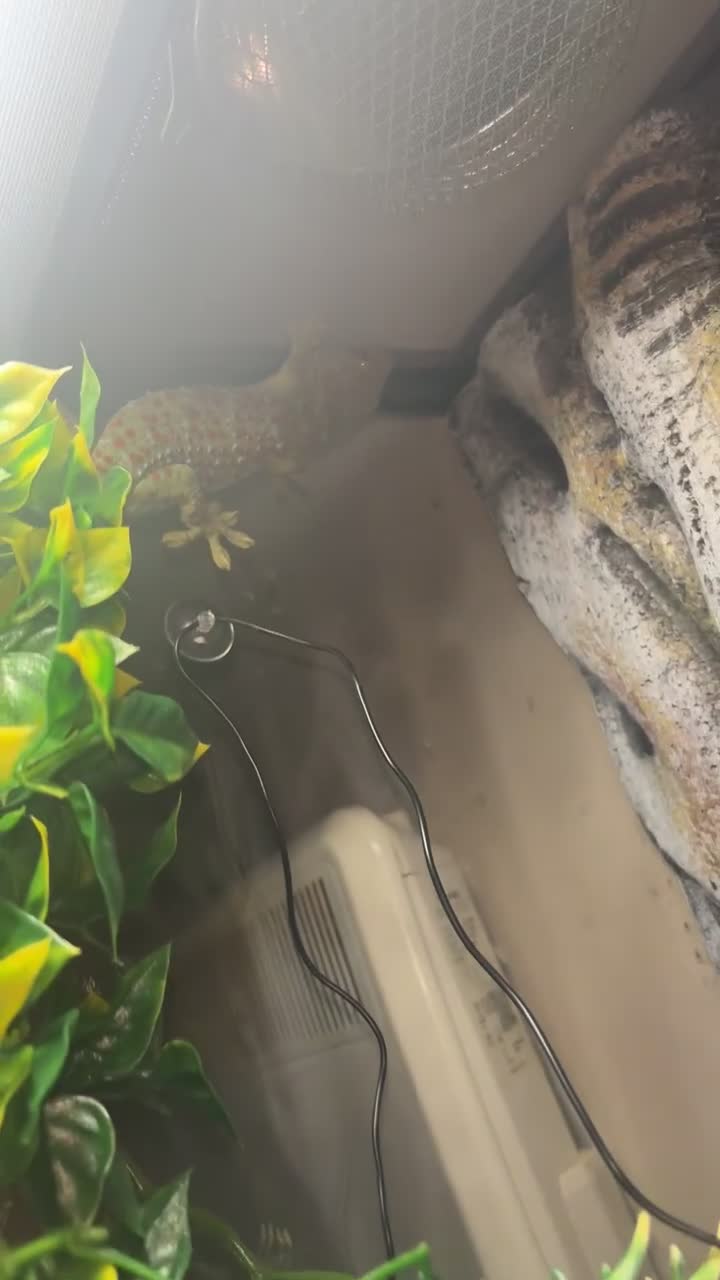 Gecko reptiles for sale: breeding pair tokay geckos + viv - Video 1