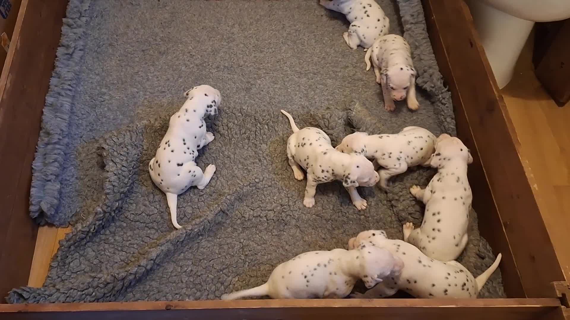 Dalmatian dogs for sale: Perdi's litter in Yeovil - Video 1