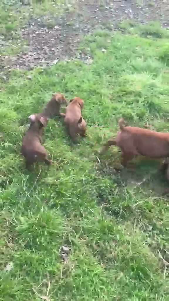Patterdale Terrier dogs for sale: Red Patterdale Terriers  - Video 1