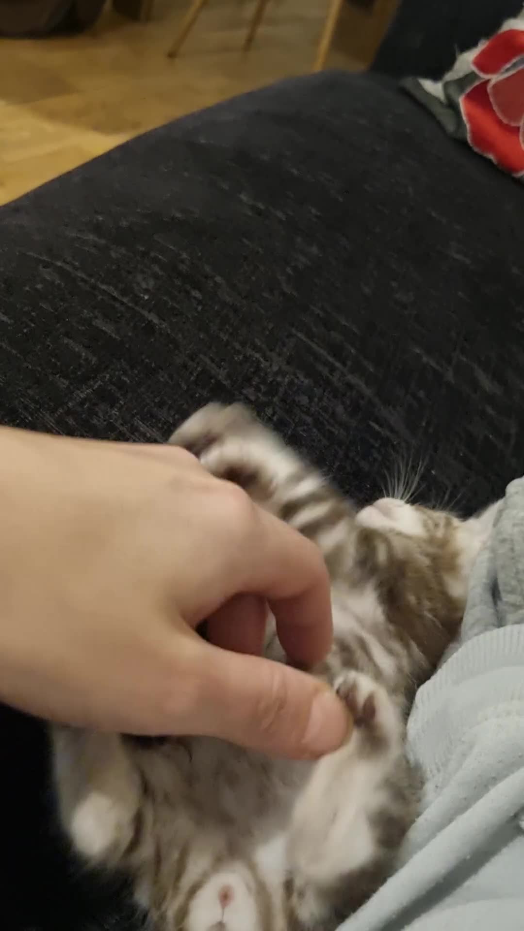 Bengal cats for sale: Snow mink Bengal boy - Video 1