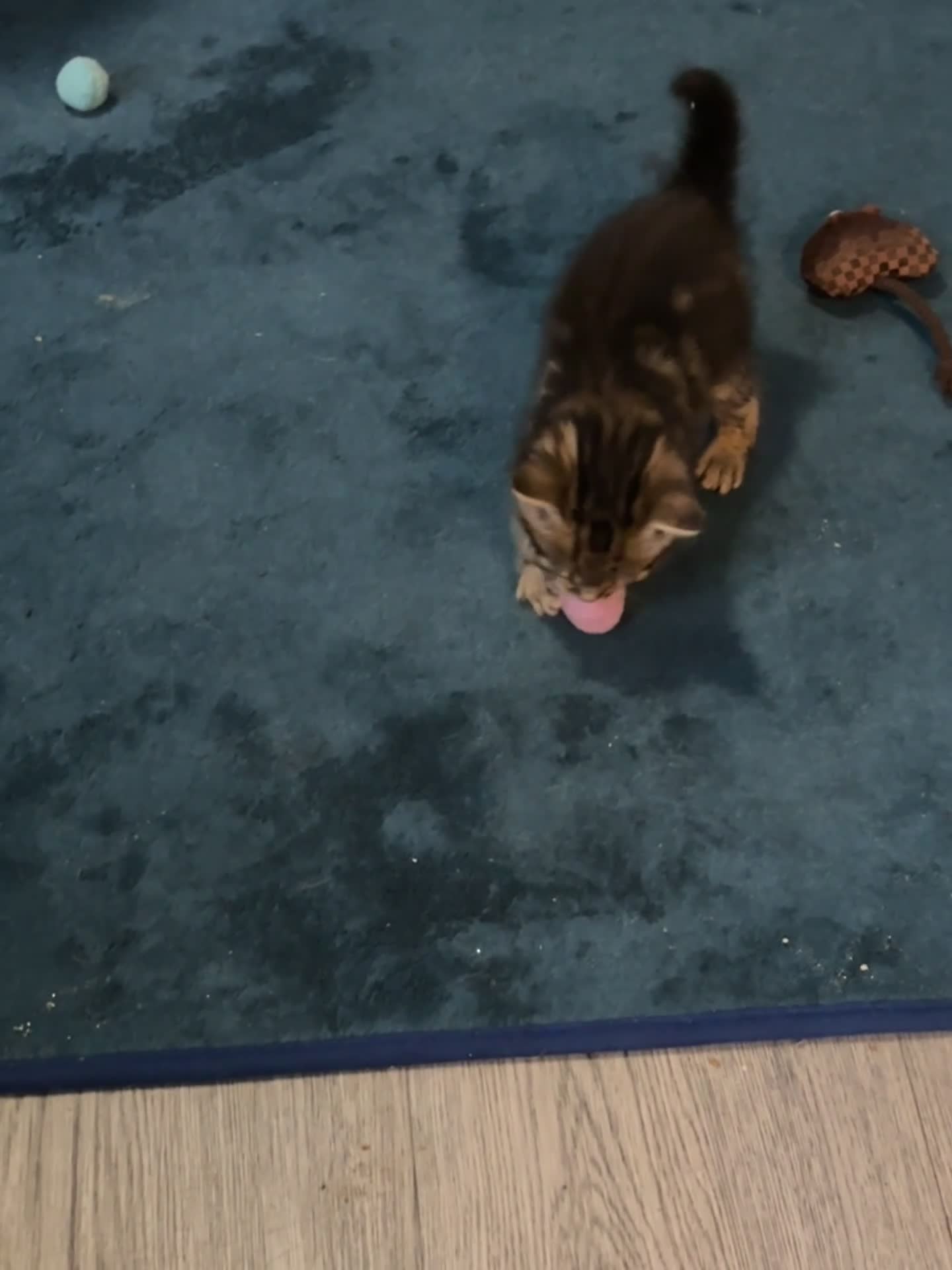 Mixed Breed cats for sale: Beautiful kittens looking for there forever homes  in Brentford - Video 4