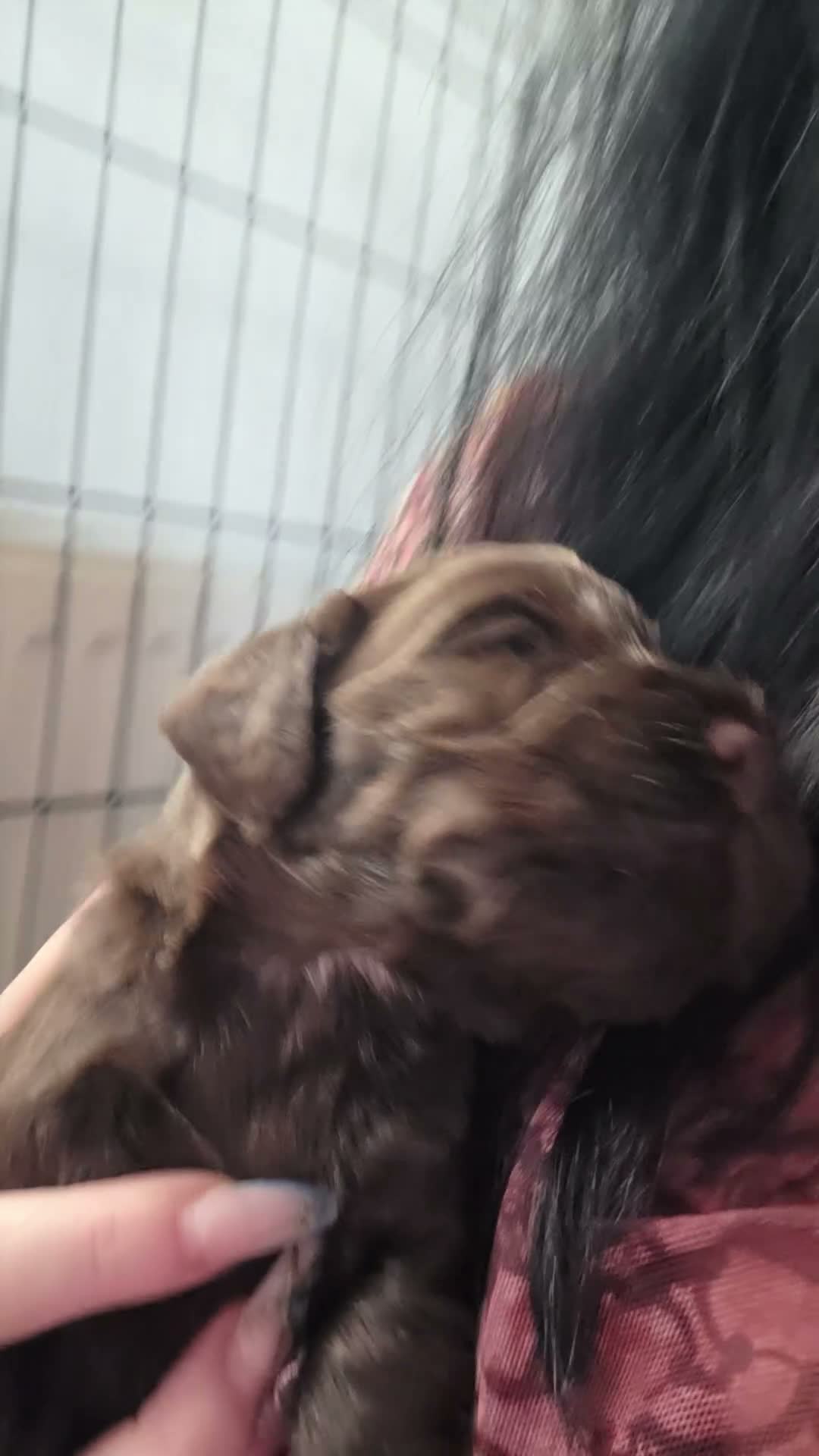 Cocker Spaniel dogs for sale: Beautiful cocker puppies - Video 4