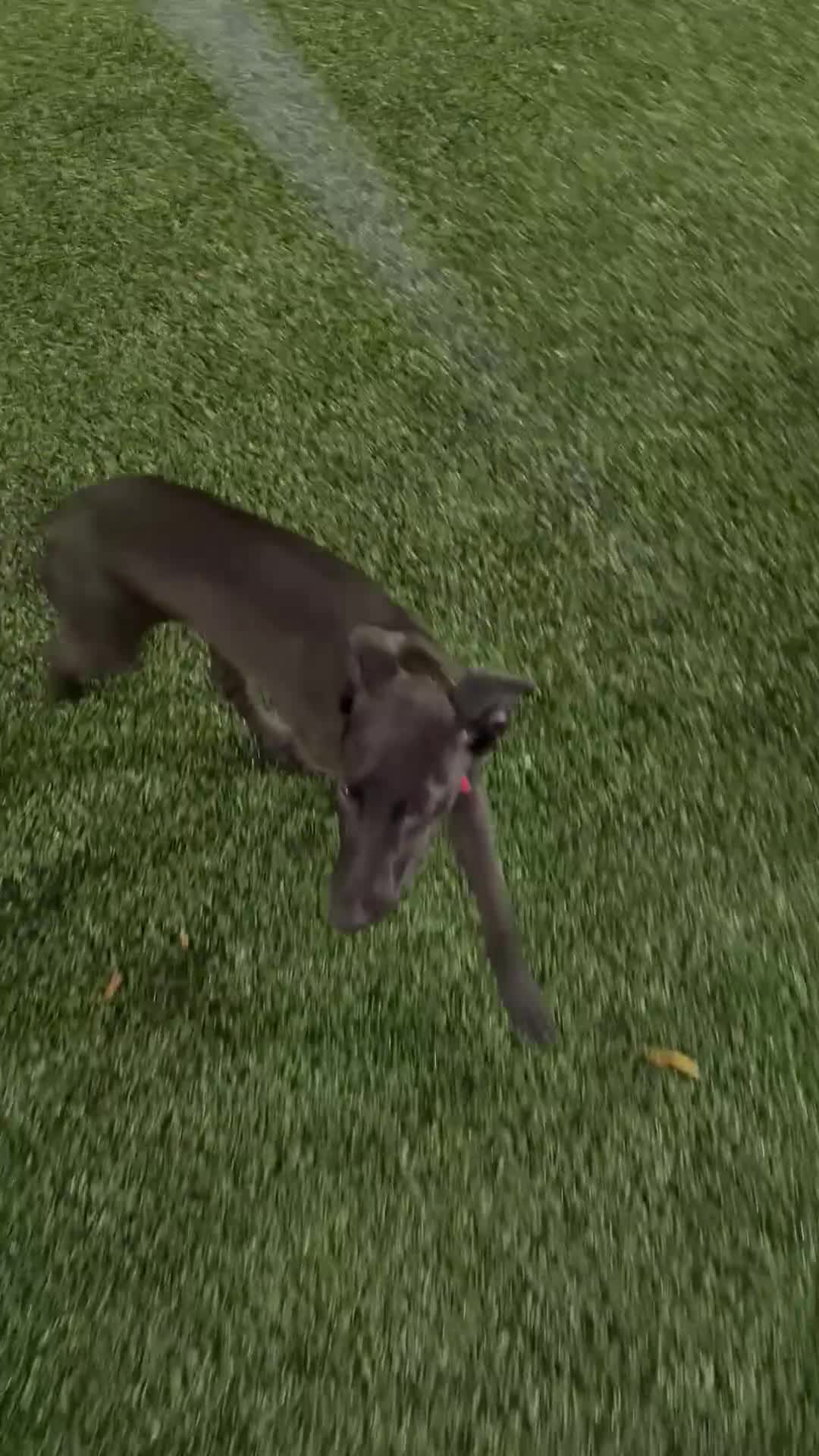 Mixed Breed dogs for sale: Lurcher for sale FEMALE STILL AVAILABLE  - Video 2