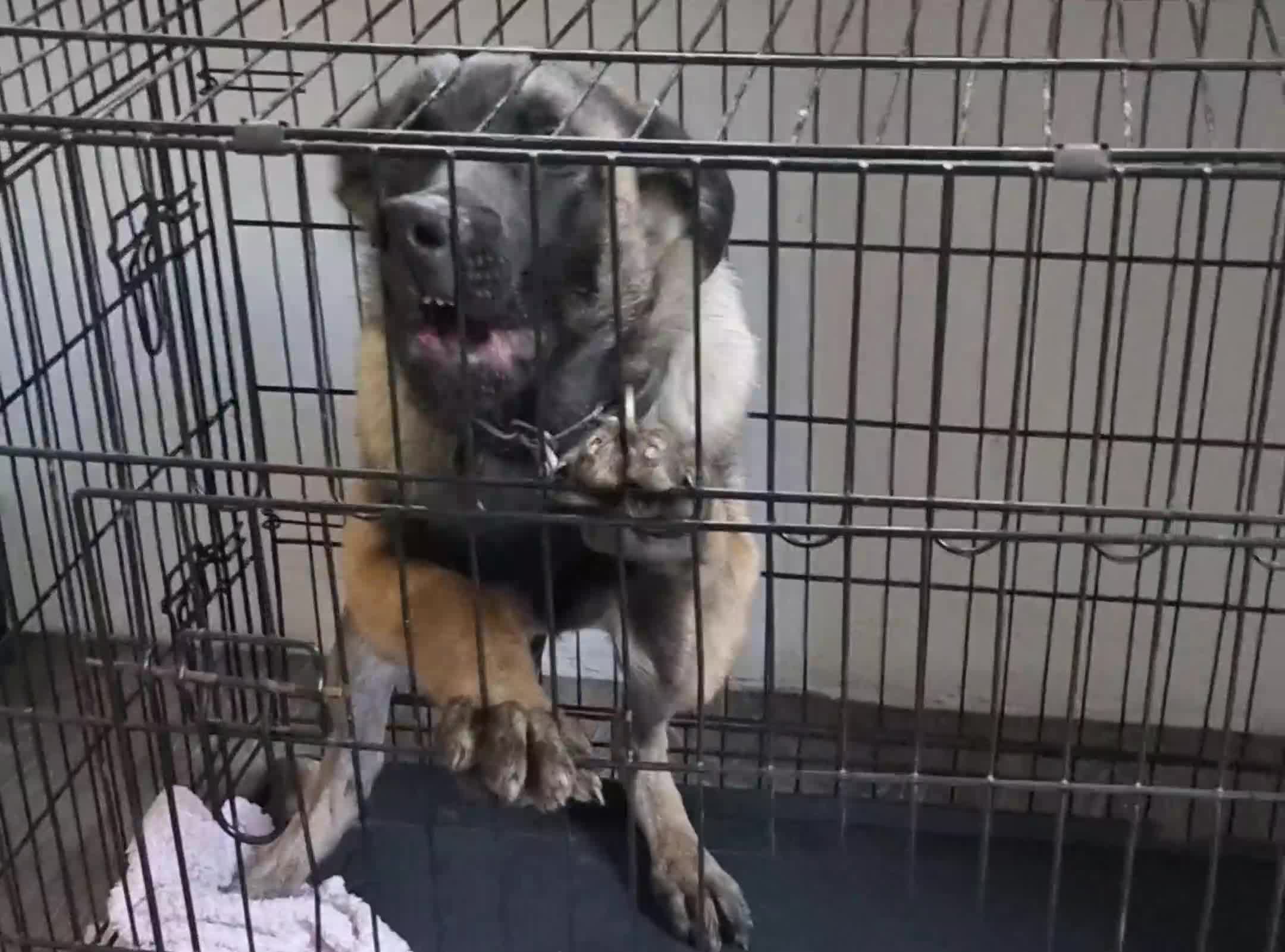 Belgian Shepherd Dog dogs for sale: 5 month old NVBK mali!!  - Video 1
