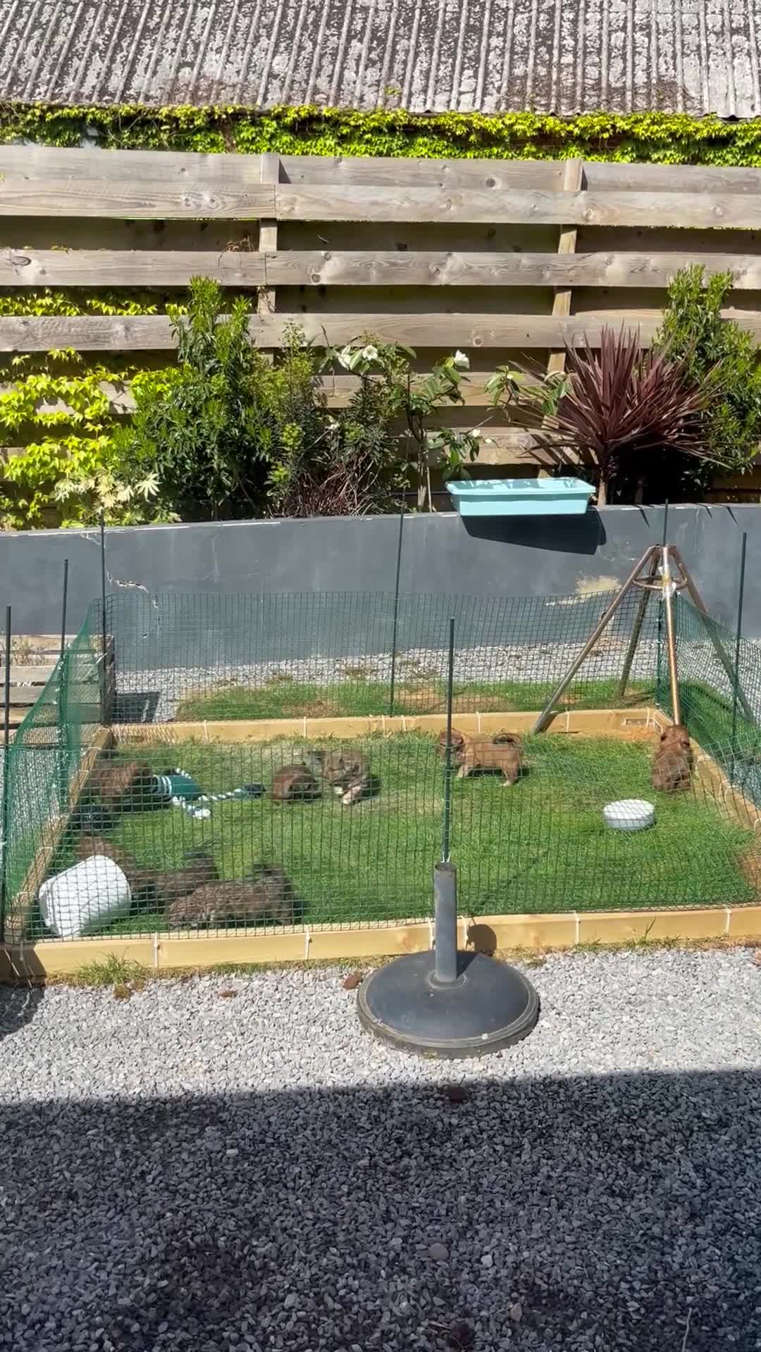 Mixed Breed dogs for sale: Havatoodle Pups - Video 1