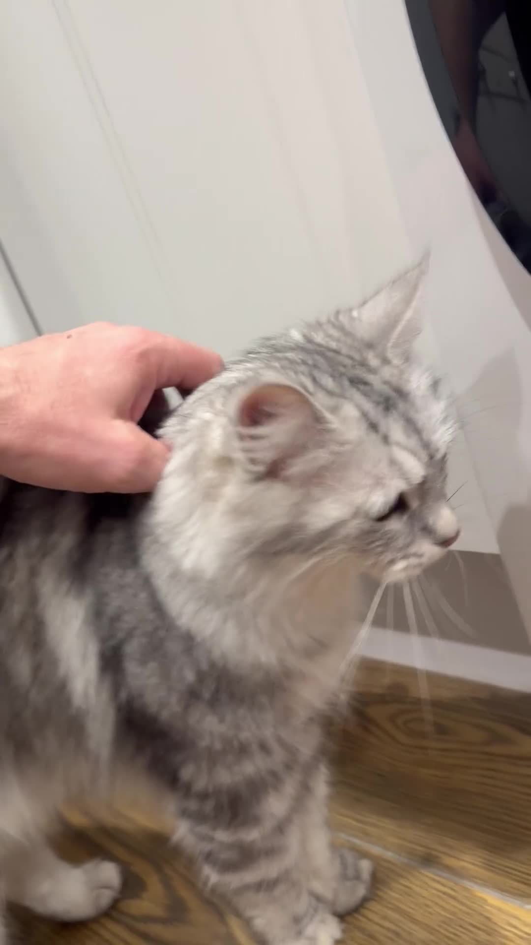 Maine Coon cats for sale: Maine coon kitten - Video 2