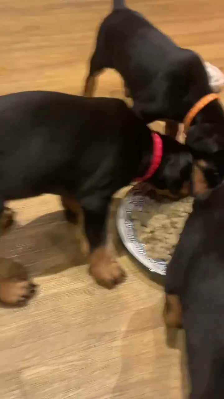Dobermann dogs for sale: KC Registered big and strong Doberman puppies!! - Video 2