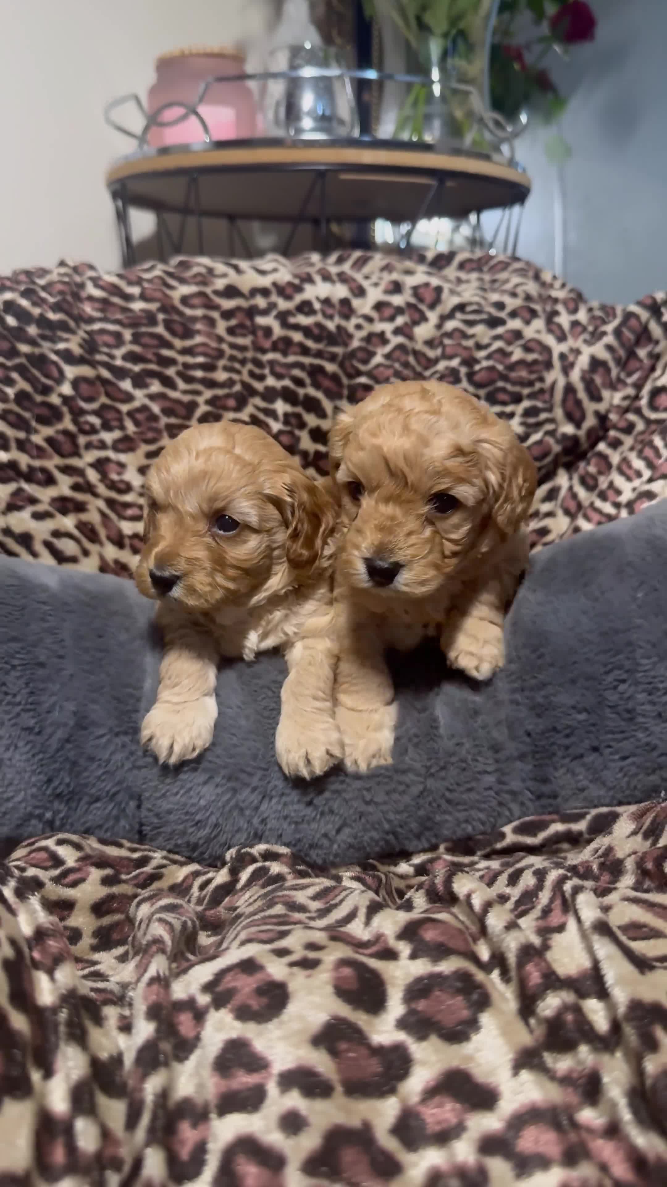 Cavapoo dogs for sale: Teddy bear F1B cavapoo - Video 3