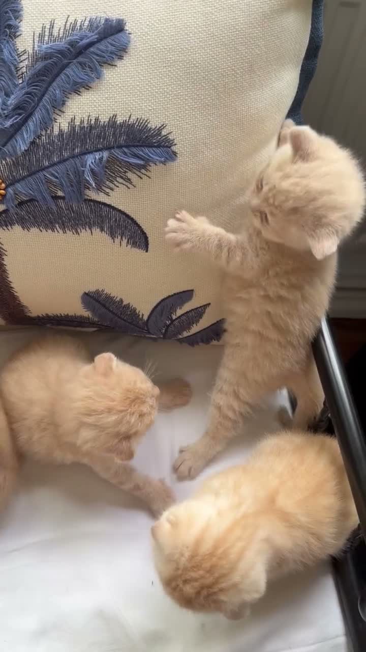 Scottish Fold cats for sale: Scottish fold and straight  in London - Video 2