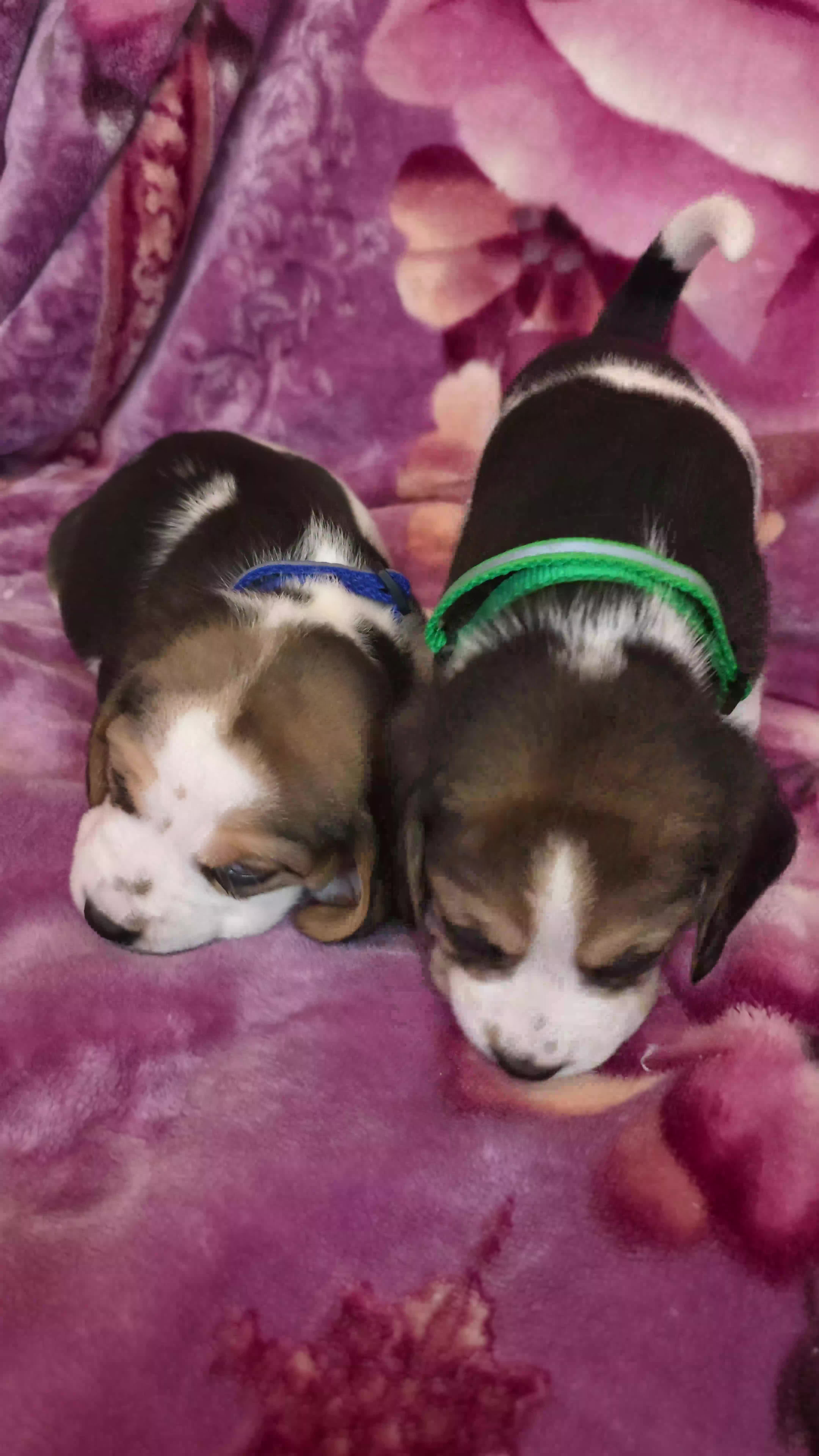 Beagle dogs for sale: Beautiful Beagle puppies looking for loving homes - Video 3