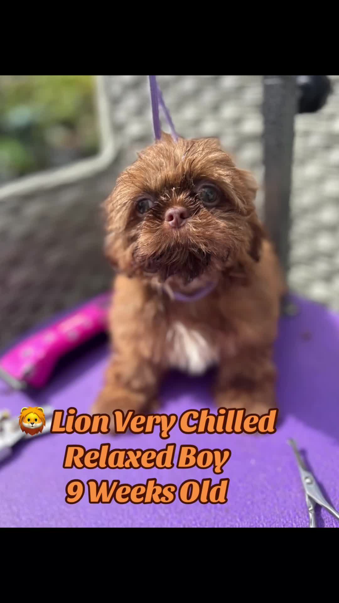 Shih Tzu dogs for sale:  Ready Now KC & DNA Health Tested - Video 4