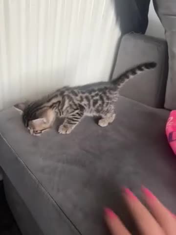 Mixed Breed cats for sale: Beautiful Bengal Ragdoll Mix Kittens for Sale - Video 1