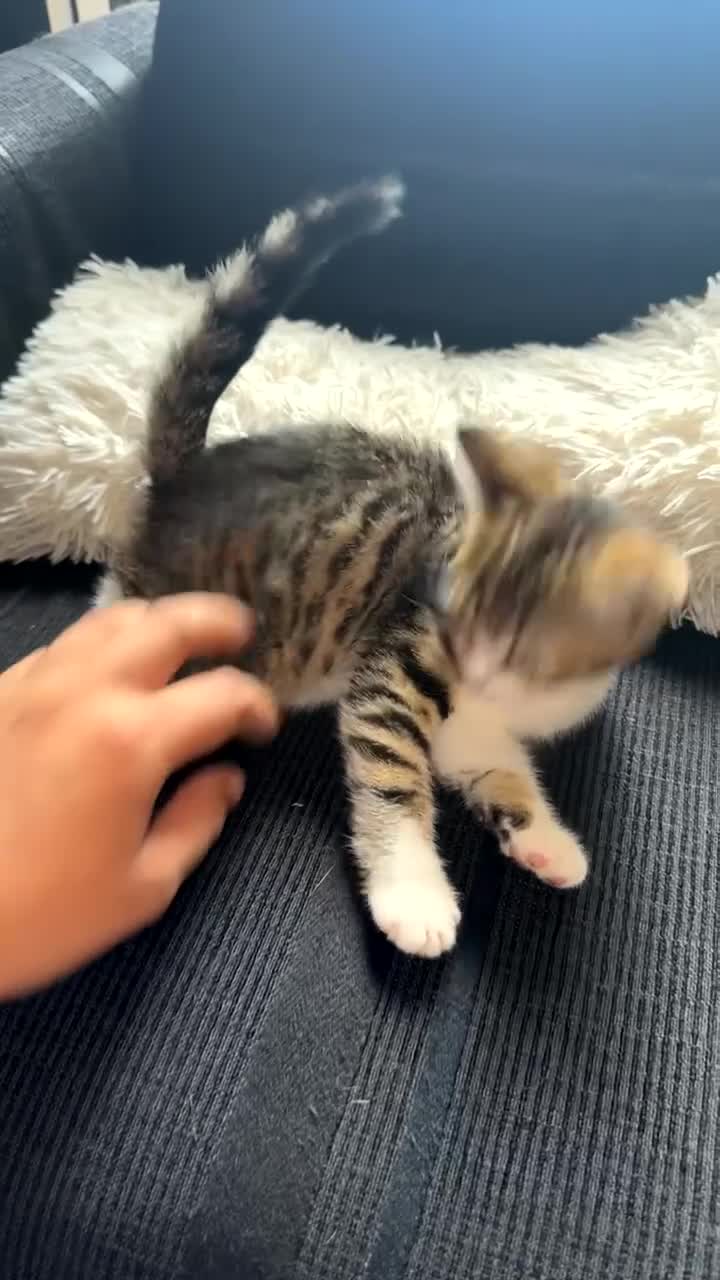 Mixed Breed cats for sale: 3 Kittens (2F 1M)   1/2 British shorthair  in Birmingham - Video 3