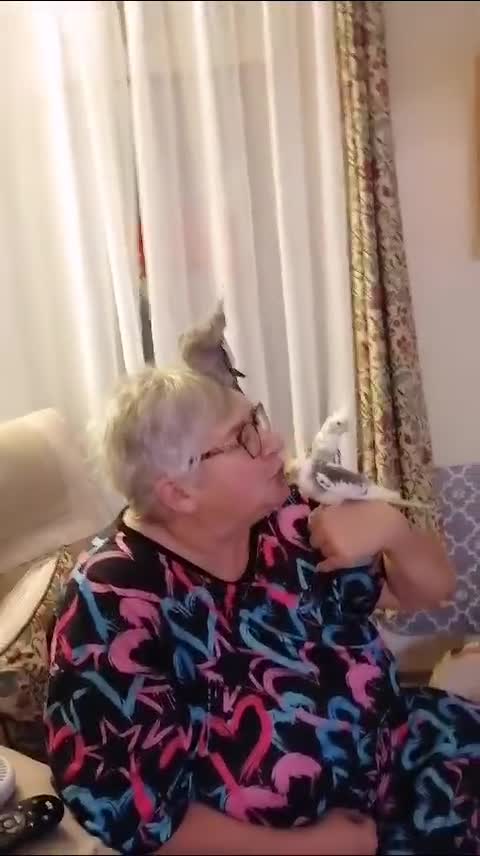 Cockatiels birds for sale: Cockateil babies 2 available shortly. - Video 1