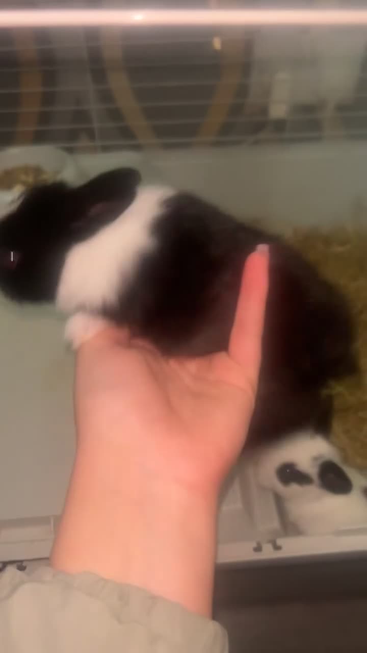 Mixed Breed rabbits for sale: One male one female rabbit  in Wirral - Video 2
