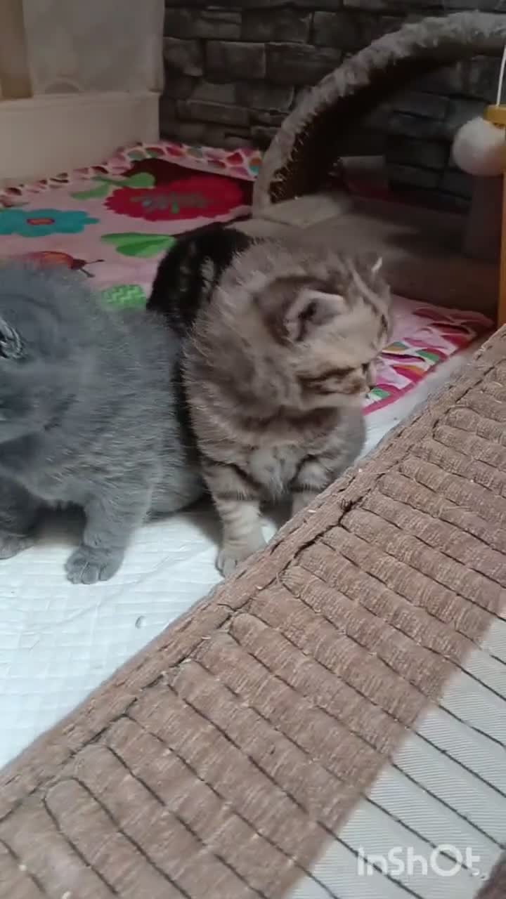 British Shorthair cats for sale: British kittens  - Video 1