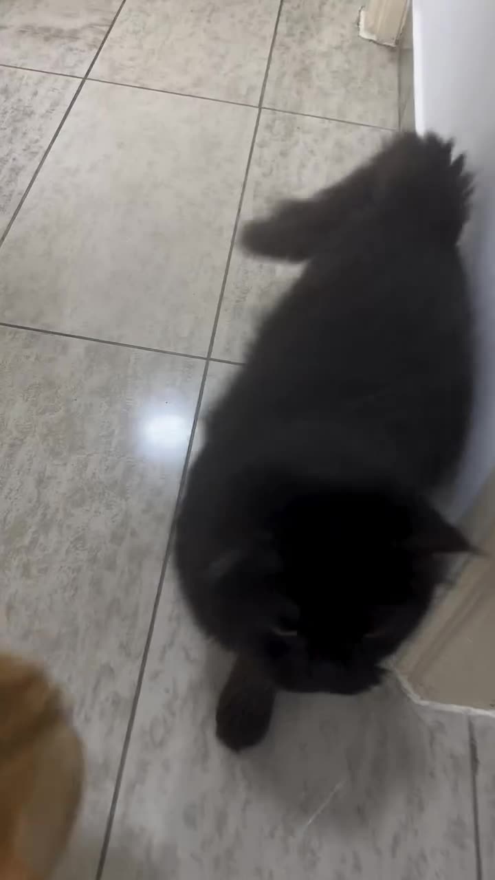 Mixed Breed cats for adoption: MESH MESH & BROWNIE HANDSOME BONDED NEUTERED PAIR  - Video 1