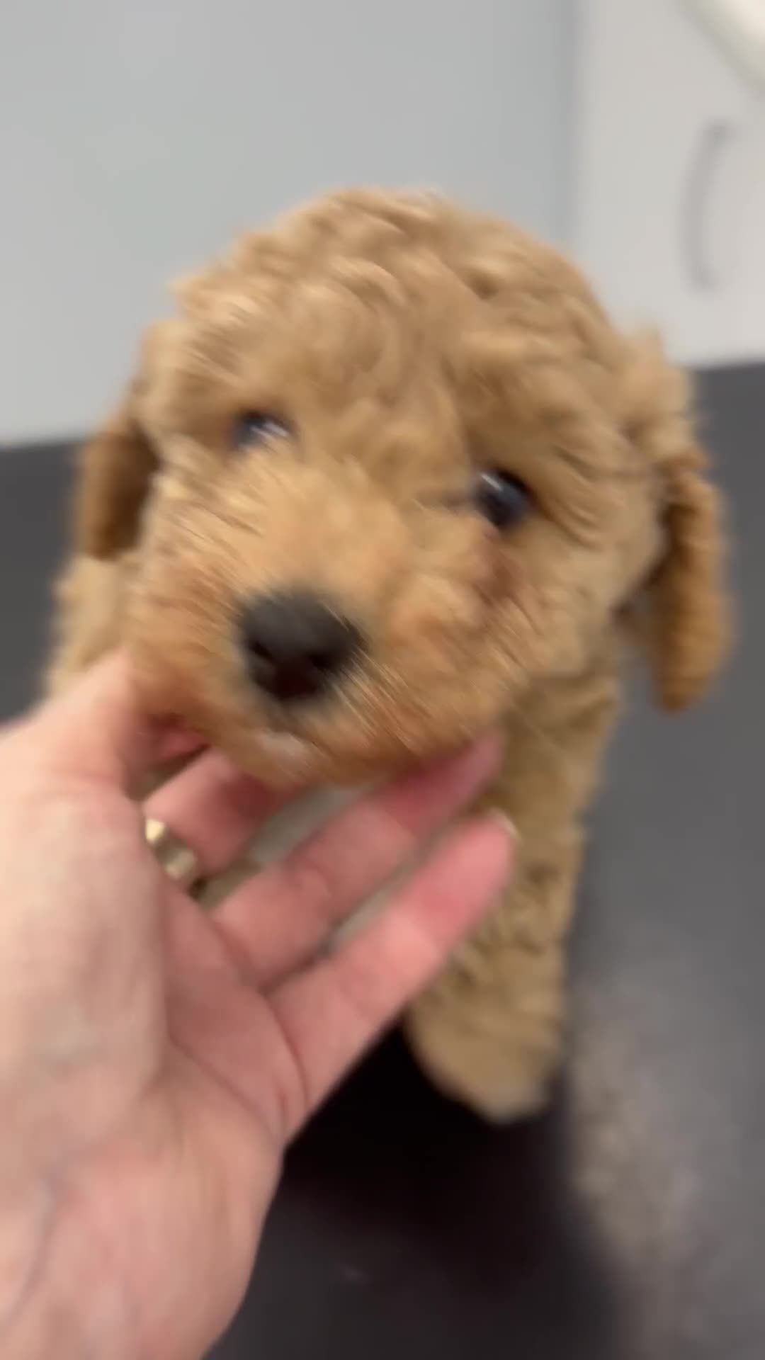 Poochon dogs for sale: 1 GOLDEN BOY POOCHON -Rupert the Bear-CHESHIRE  - Video 1