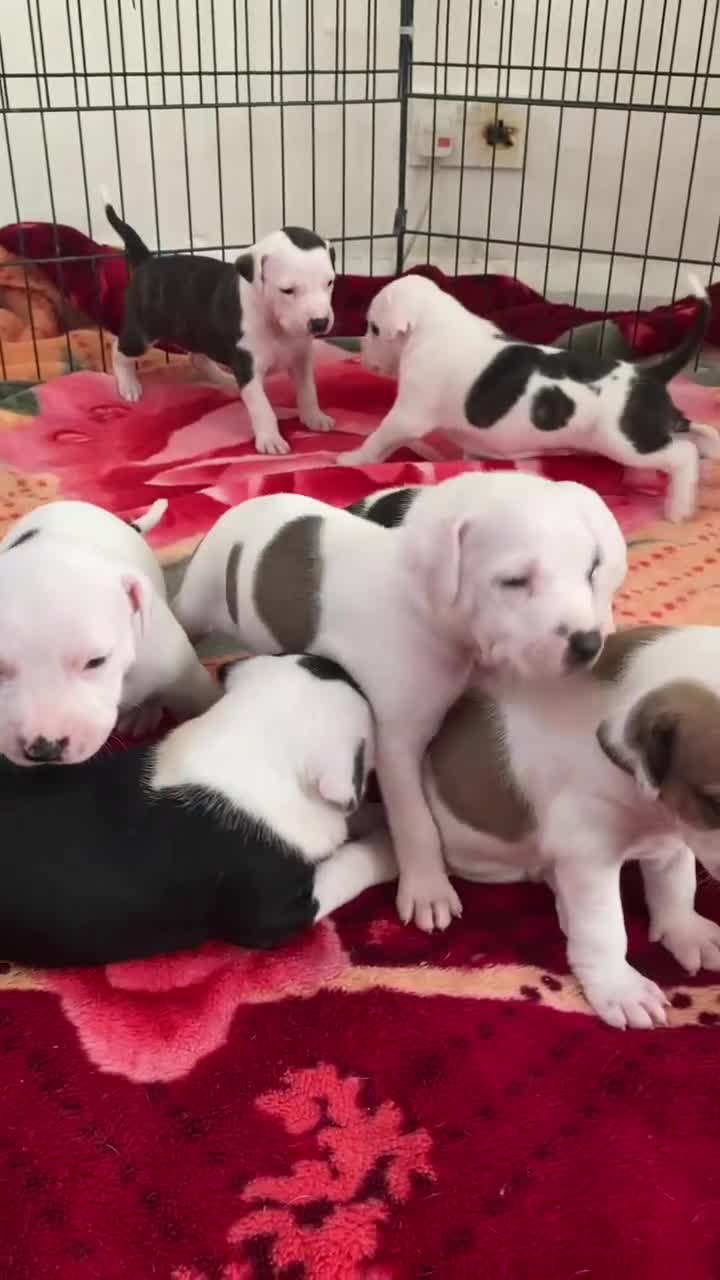 Staffordshire Bull Terrier dogs for sale: Adorable Puppies Staffordshire Bull Terrier - Video 1