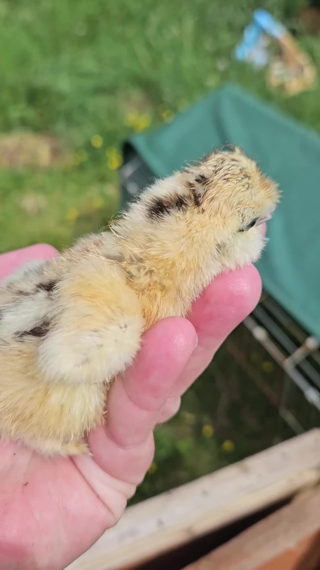 Chickens poultry for sale: Silkie chicks for sale mixed colours - Video 1