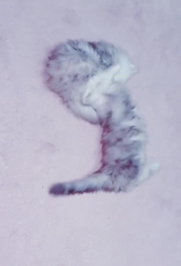 Persian cats for sale: Rare Persian Kittens in London🤍 - Video 5