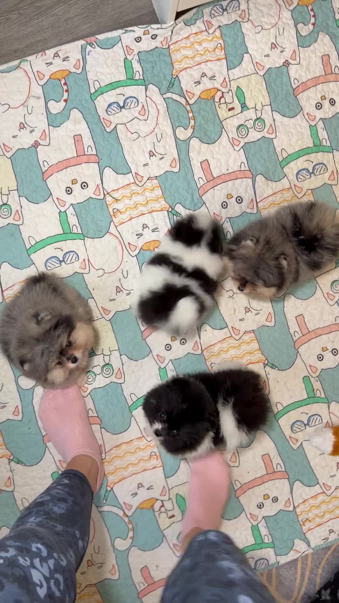 Pomeranian dogs for sale: Beautiful Pomeranian Girl - Video 2