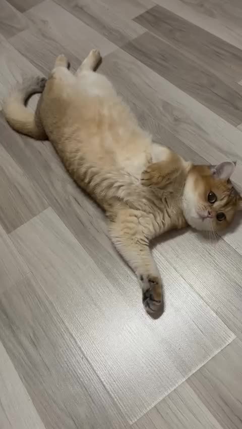 British Shorthair cats for sale: Golden british short hair black tip - Video 1