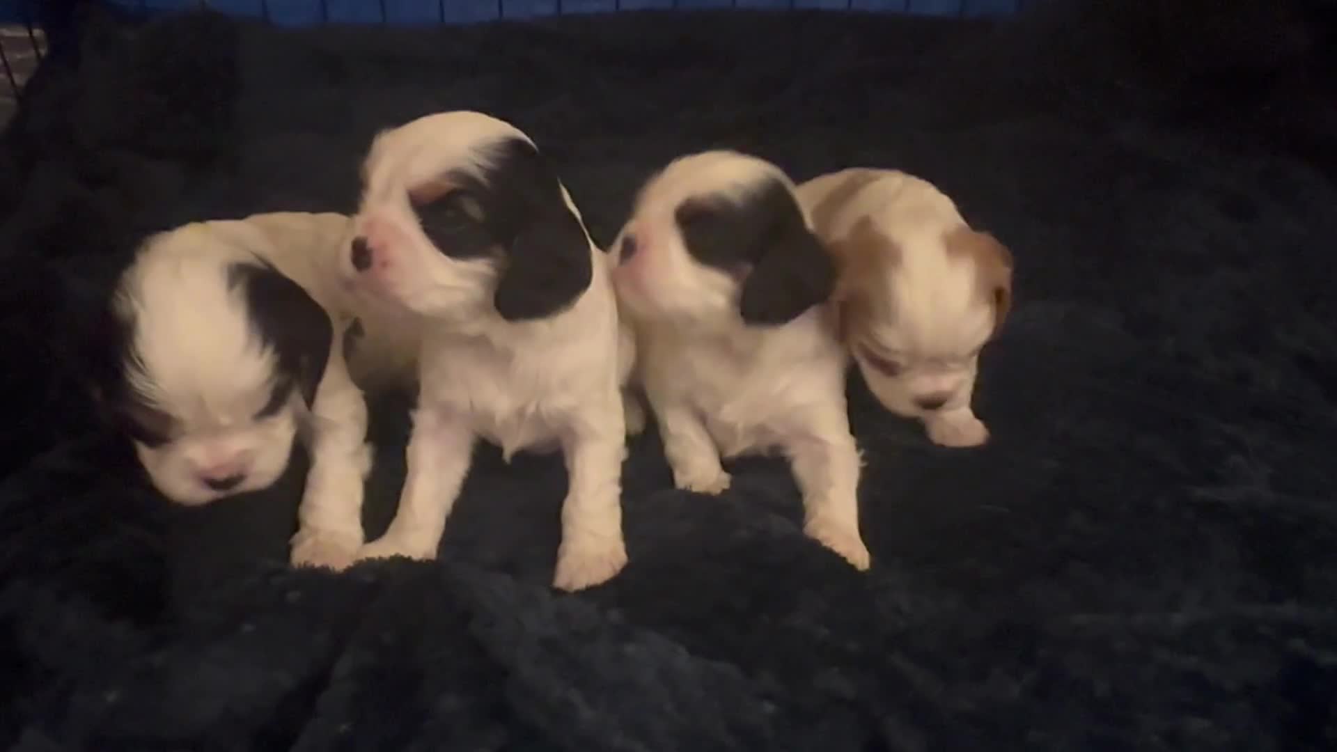 Cavalier King Charles Spaniel dogs for sale: DNA health tested, much loved cavaliers - Video 3